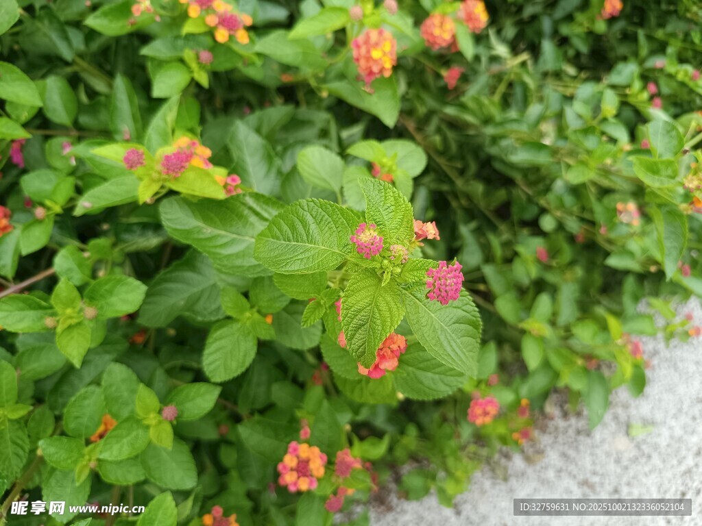 绿叶丛中绽放的鲜艳小花