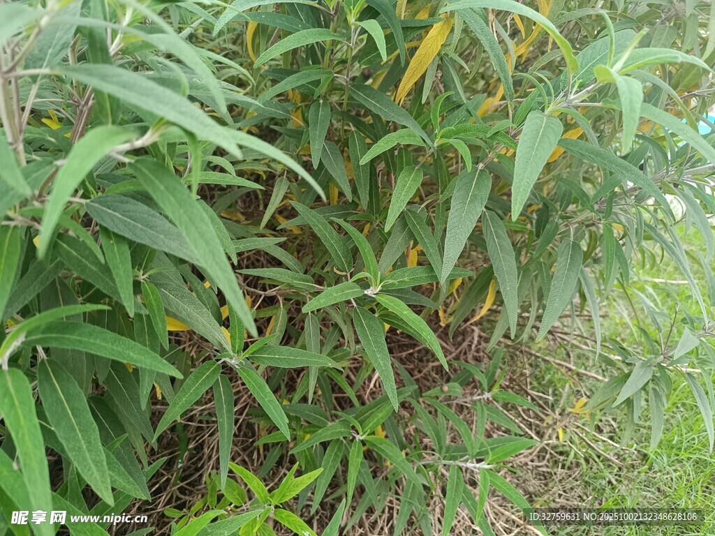 茂密绿植景观
