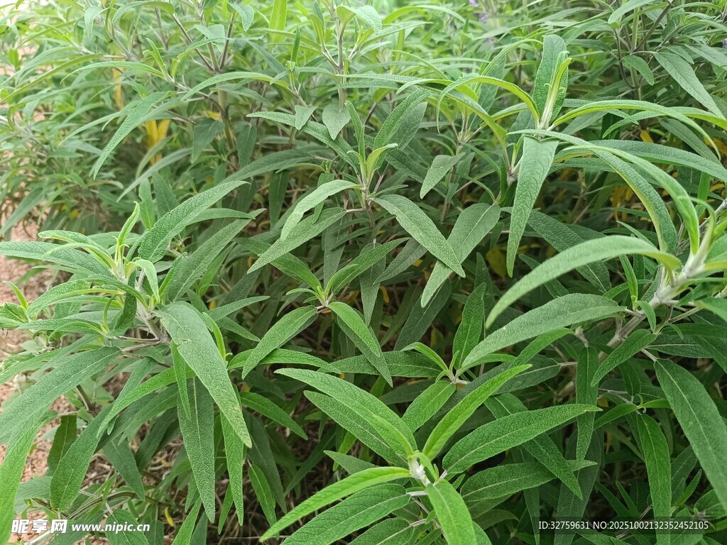 茂密绿植展现蓬勃生机