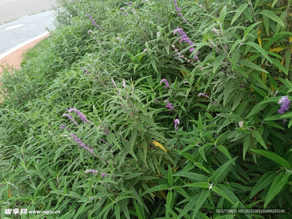 茂盛绿植中的紫色小花