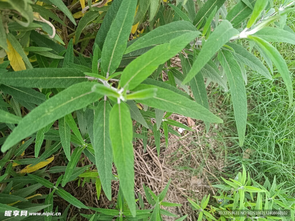 翠绿阔叶植物特写