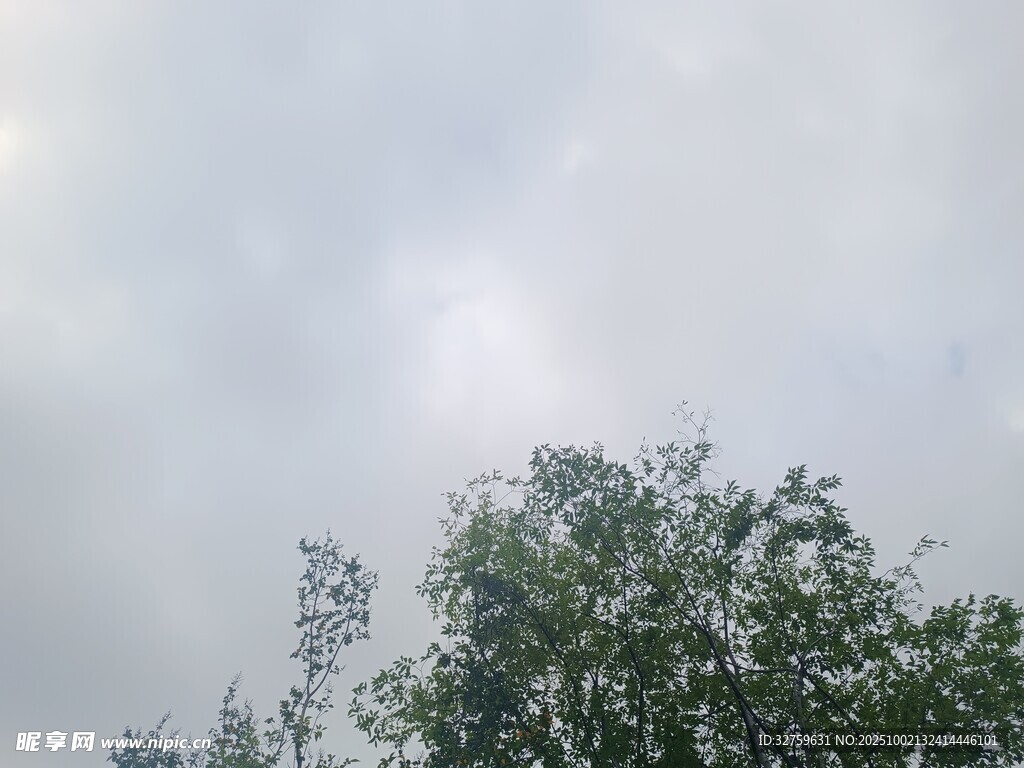 天空下的绿树梢头