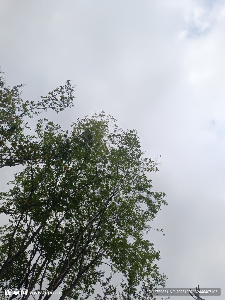 仰视绿树与天空景色