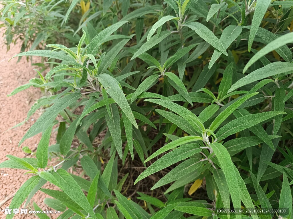 绿叶繁茂的植物特写