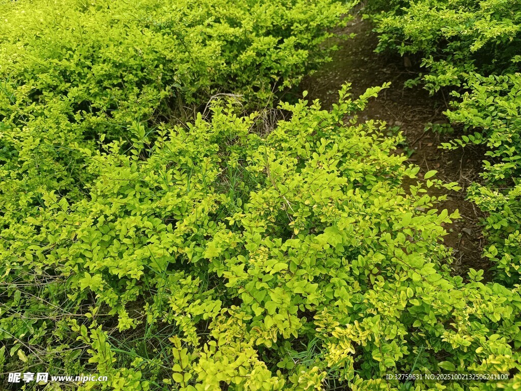 翠绿繁茂的绿植景观