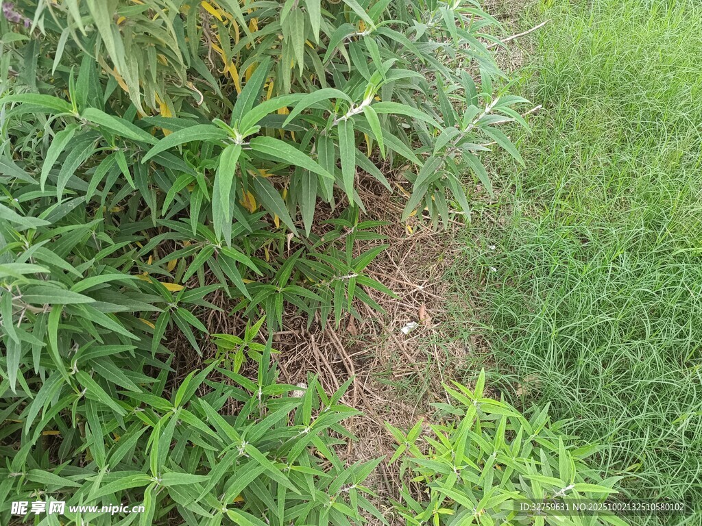 野外葱郁的绿色植物景观