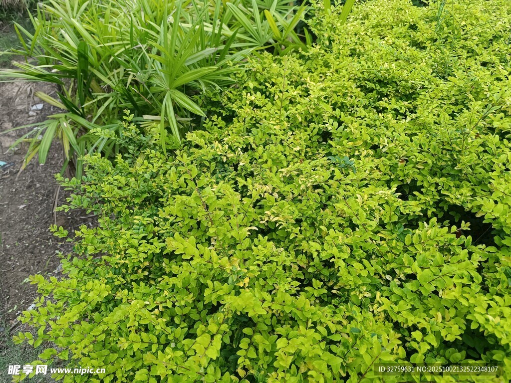 翠绿繁茂的丛生植物