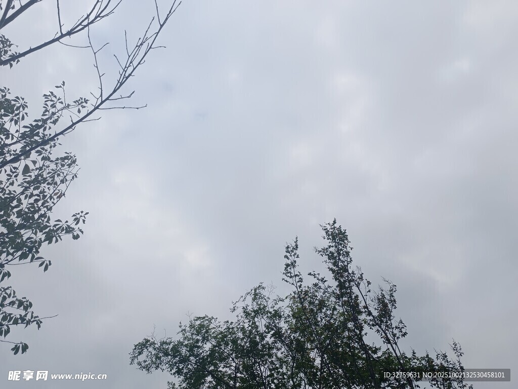 天空下的树木枝丫