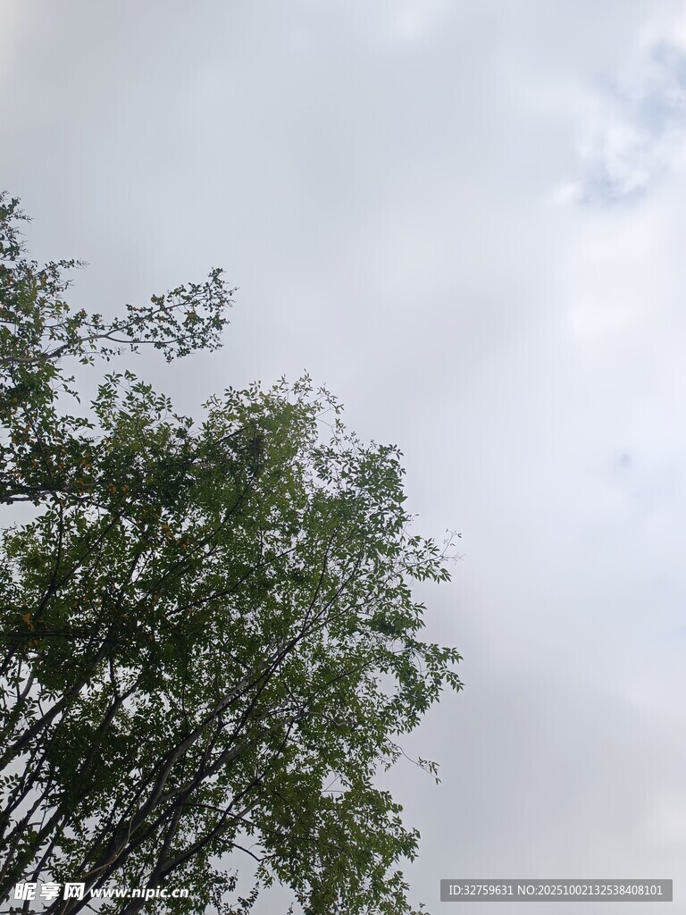 天空下的繁茂绿树