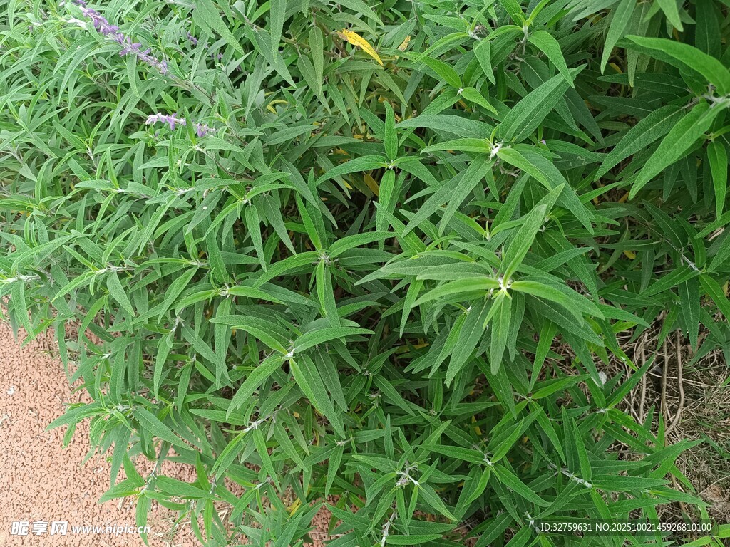 绿色植物景观