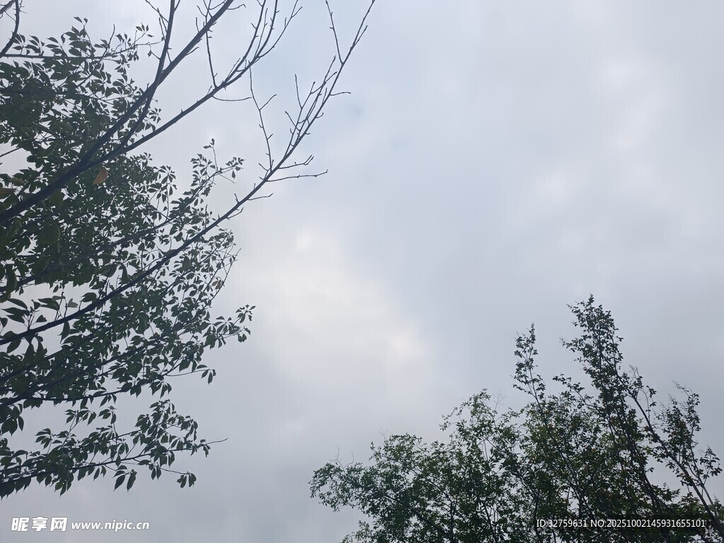 树梢之上的灰白天空