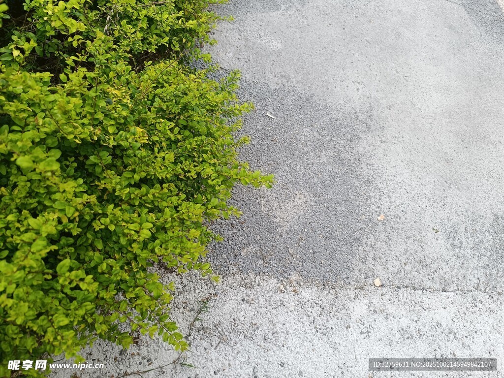 俯瞰绿植与灰色路面