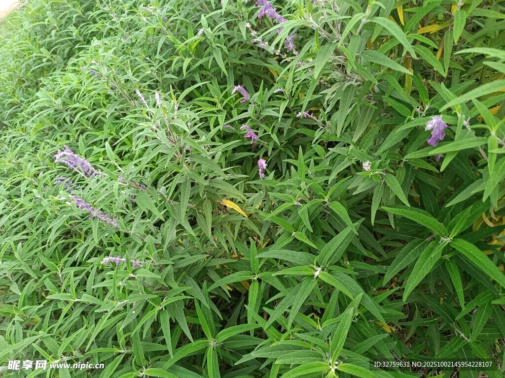 茂盛绿植中的紫色小花