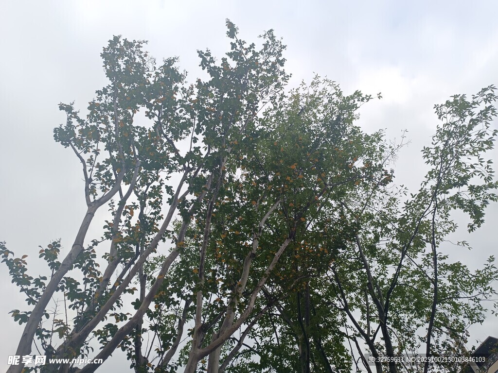 天空下的繁茂树木