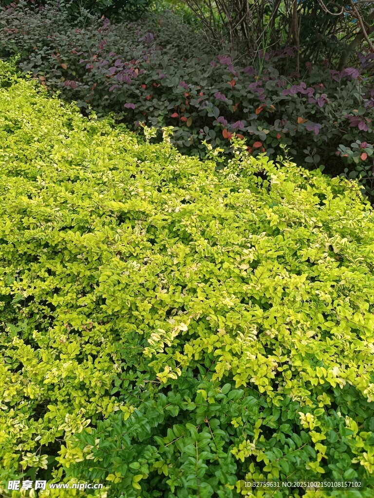 翠绿繁茂的地被植物