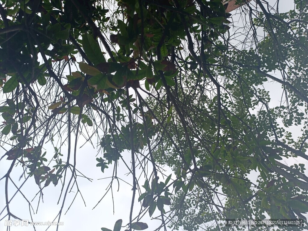 枝叶繁茂的树梢景象