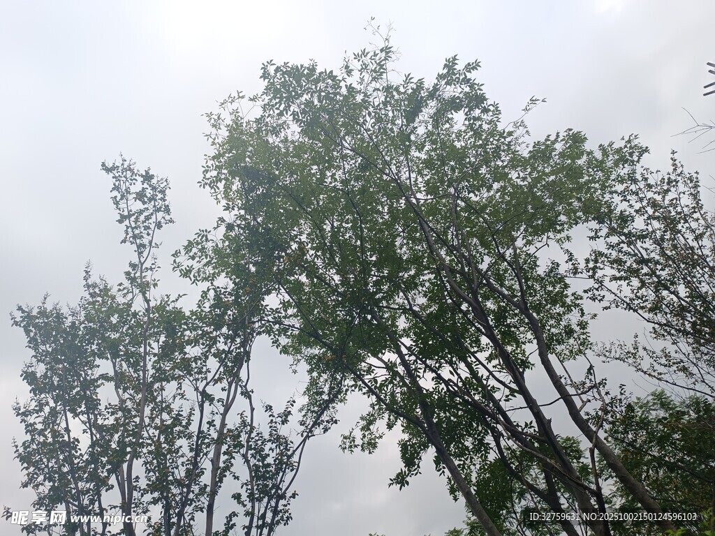 雨中树木
