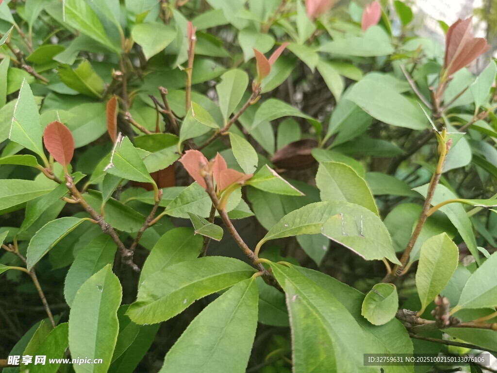 绿叶红芽植物特写