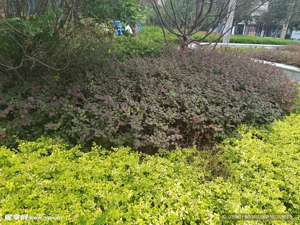 多彩绿植景观