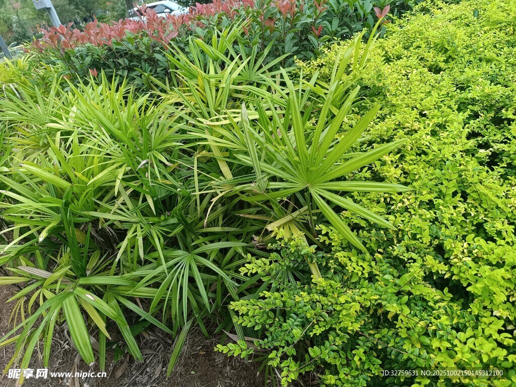 多彩绿植景观
