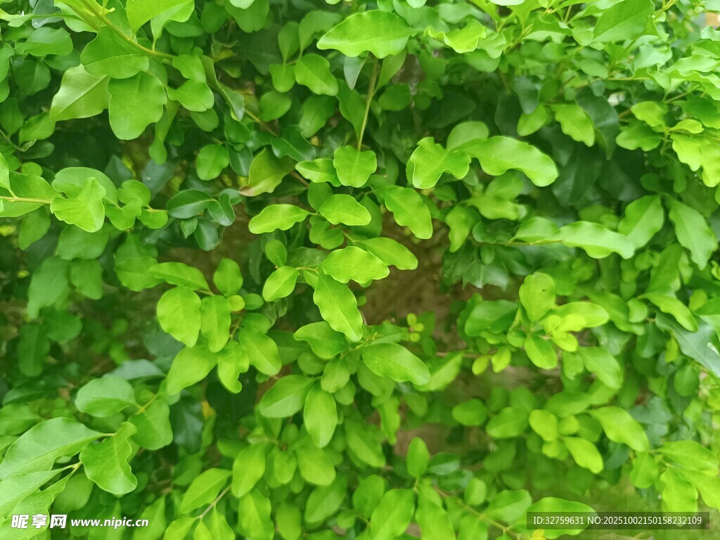 翠绿繁茂的爬藤植物