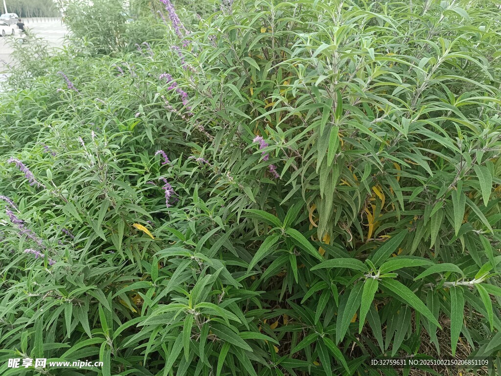 茂密绿植景观