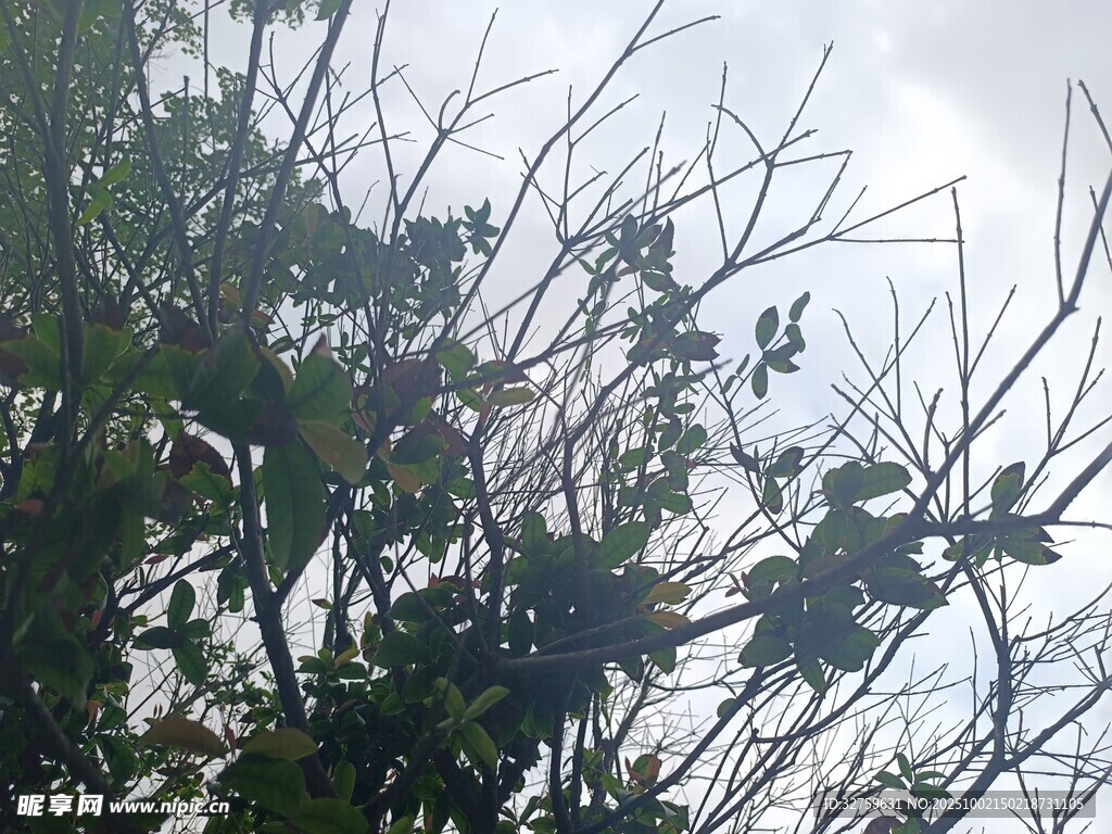 枝头景象