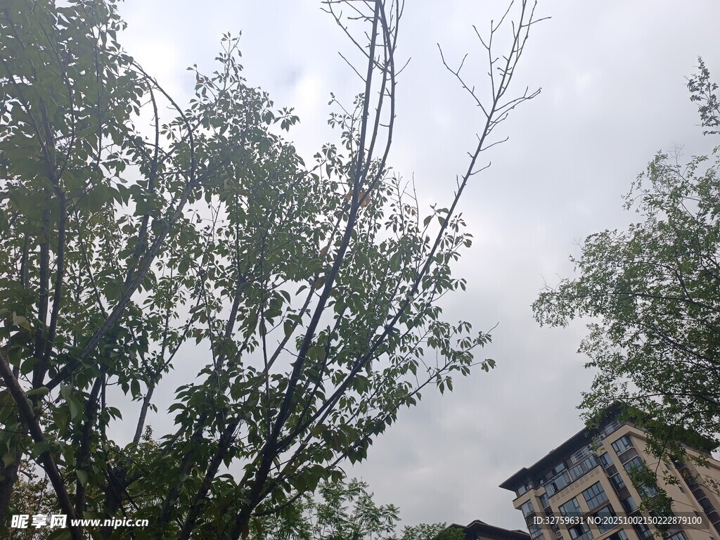 树木旁的建筑物