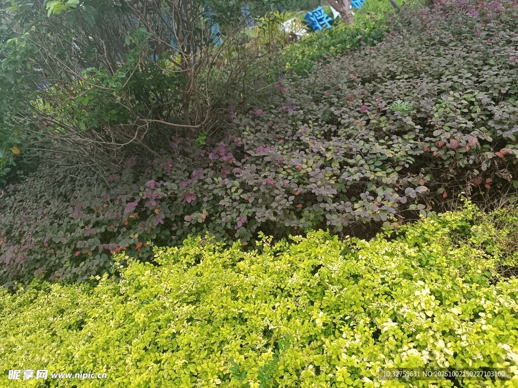 山坡上的多彩植物景观