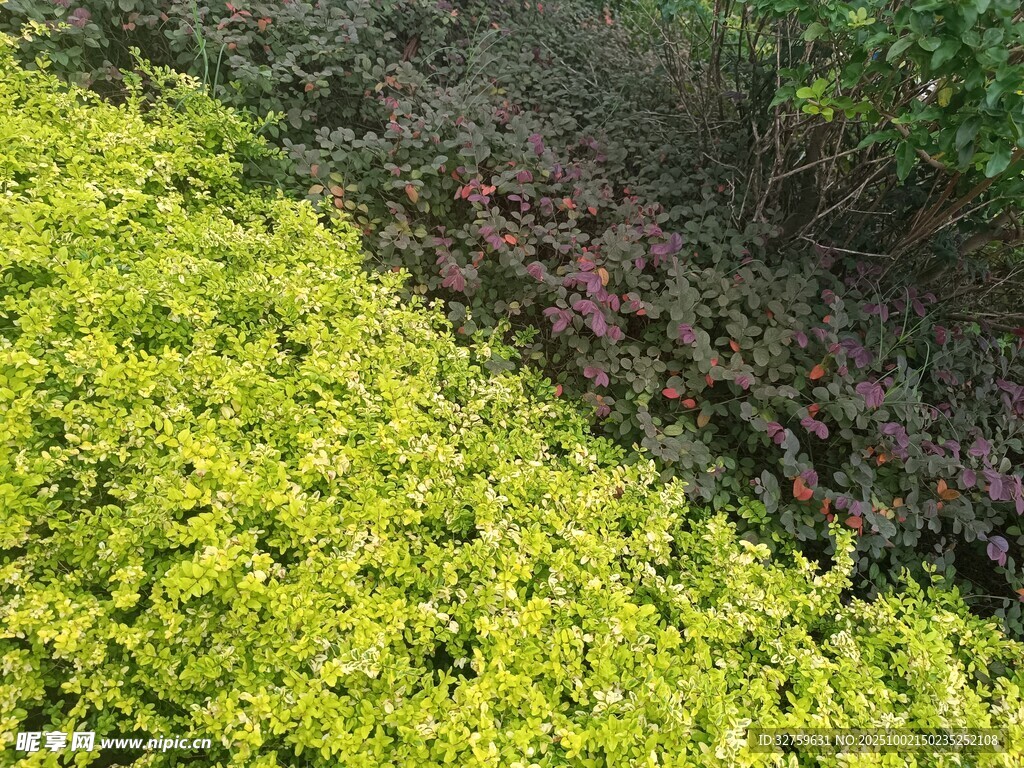 黄绿与紫叶植物景观