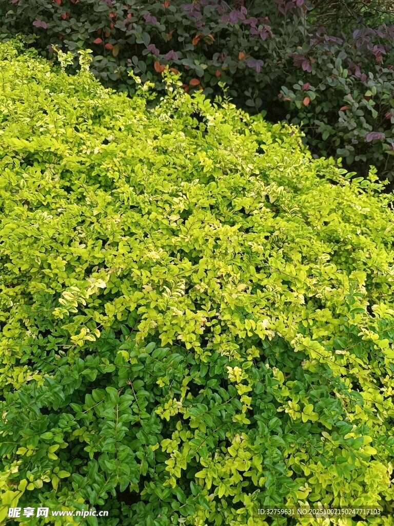 翠绿繁茂的丛生植物