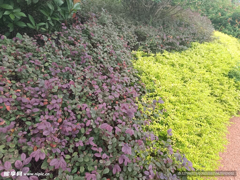 多彩植物景观