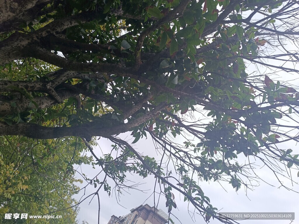 仰视繁茂绿树与天空