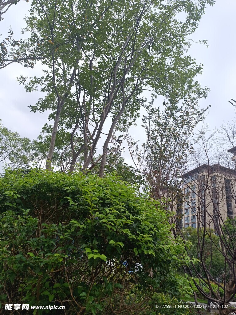 绿树环绕的建筑景观