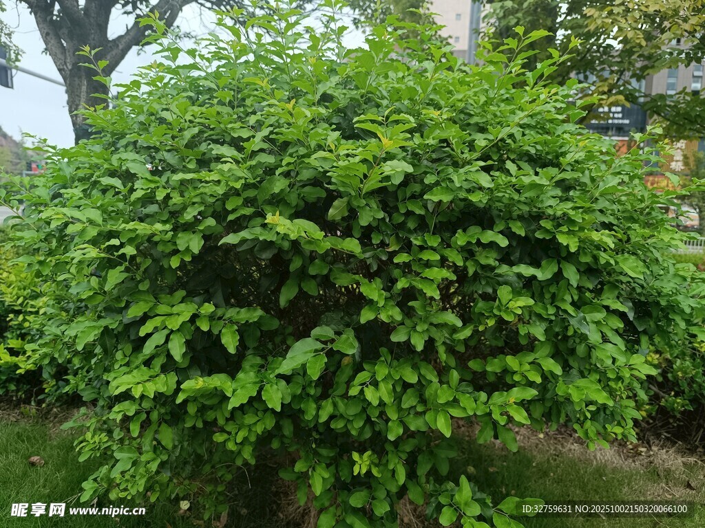 茂盛绿植灌木