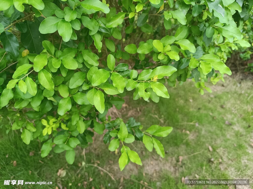 翠绿繁茂的树叶景观