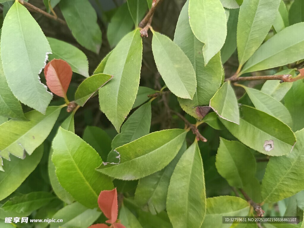 翠绿叶片与红边植物特写
