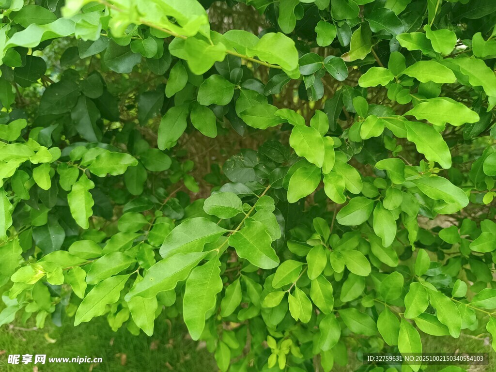 翠绿繁茂的树叶景观