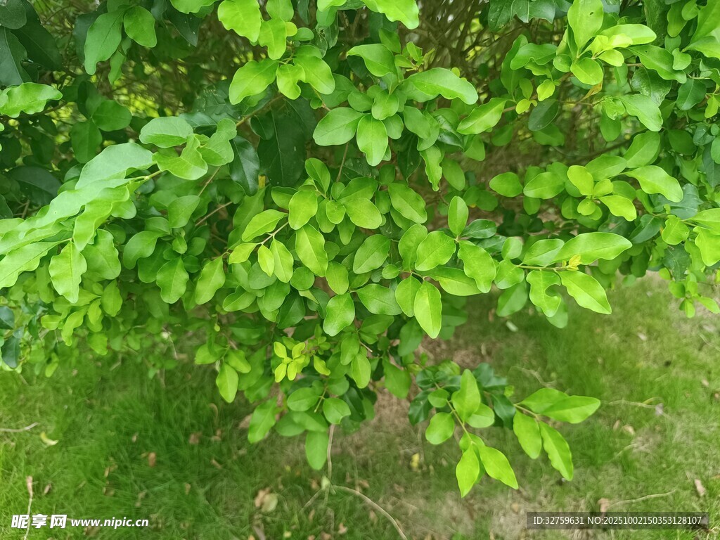 翠绿繁茂的植物枝叶