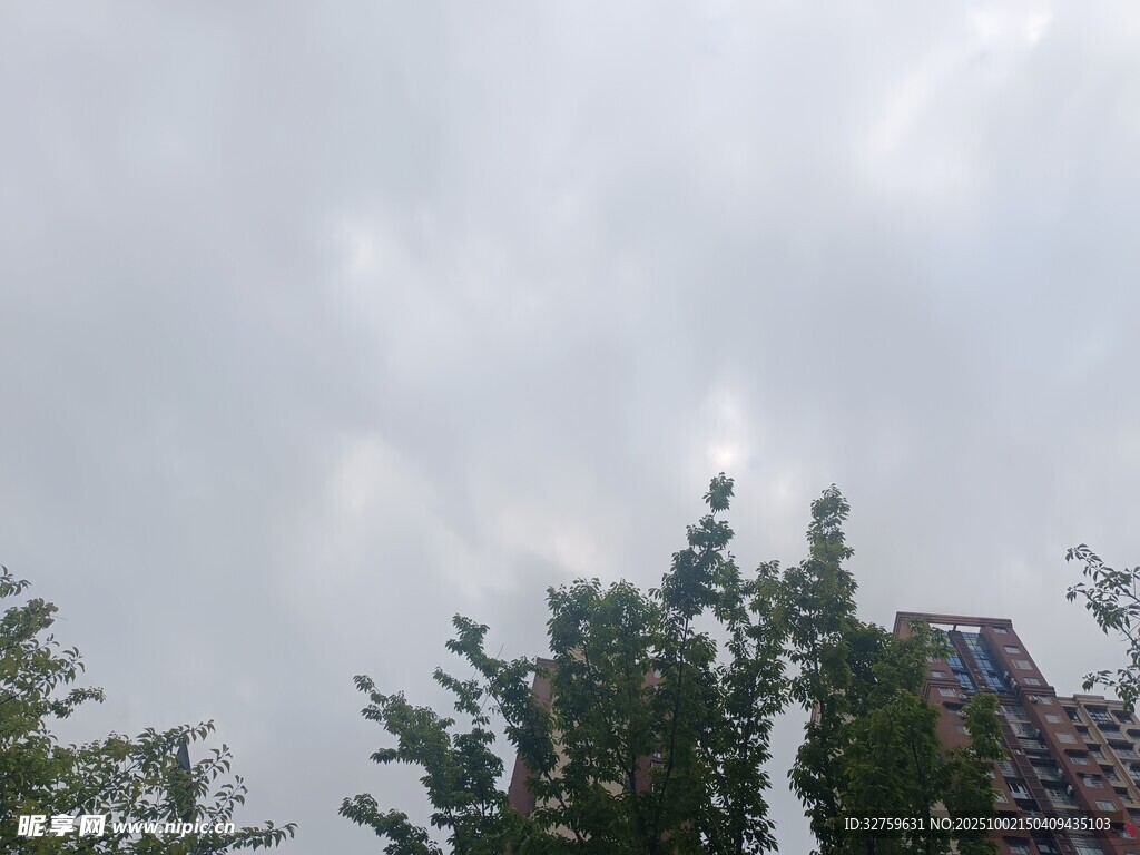 阴天树梢景象