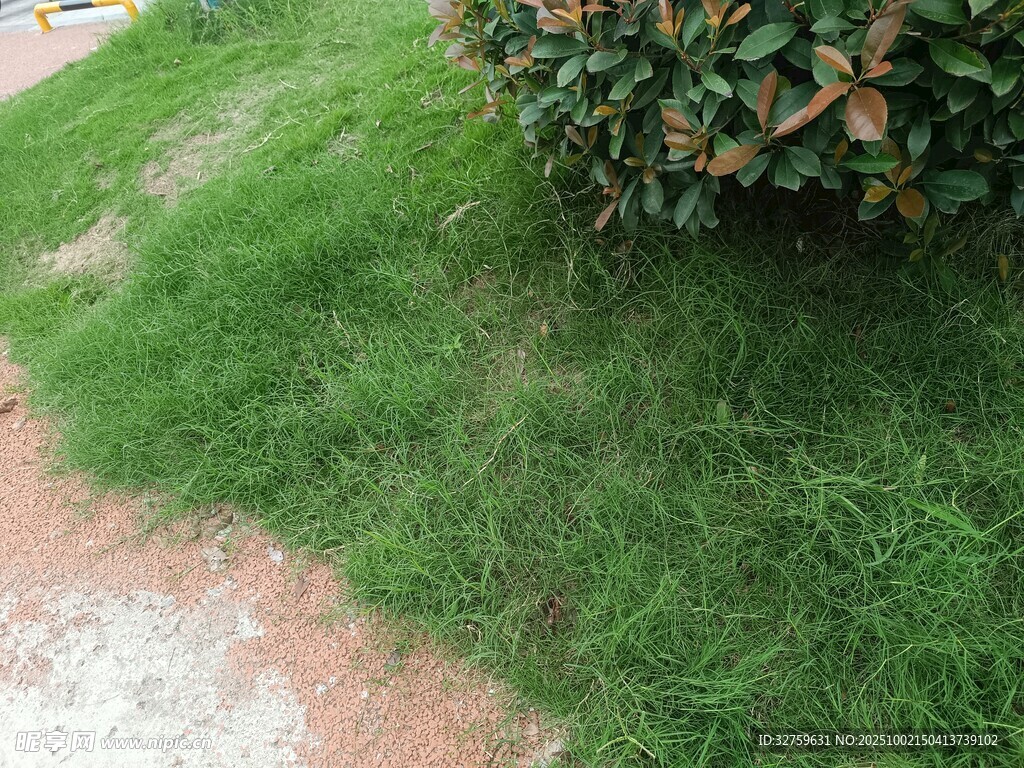 路边翠绿草地与绿植