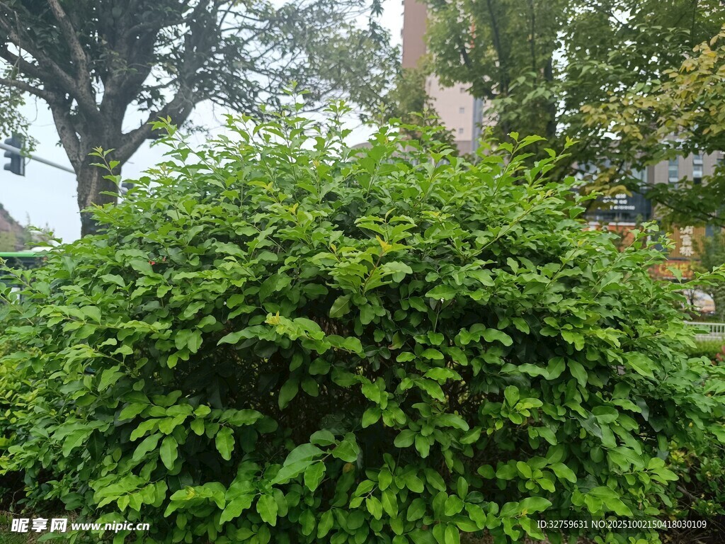 茂盛绿植景观