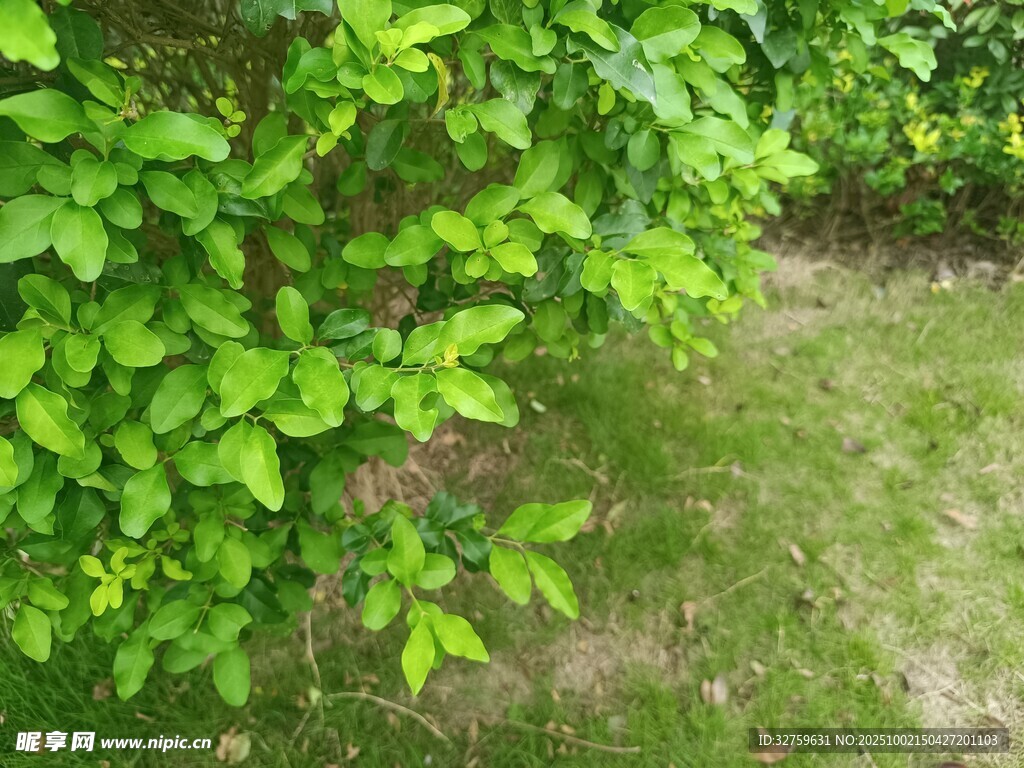 绿意盎然的草地与绿植