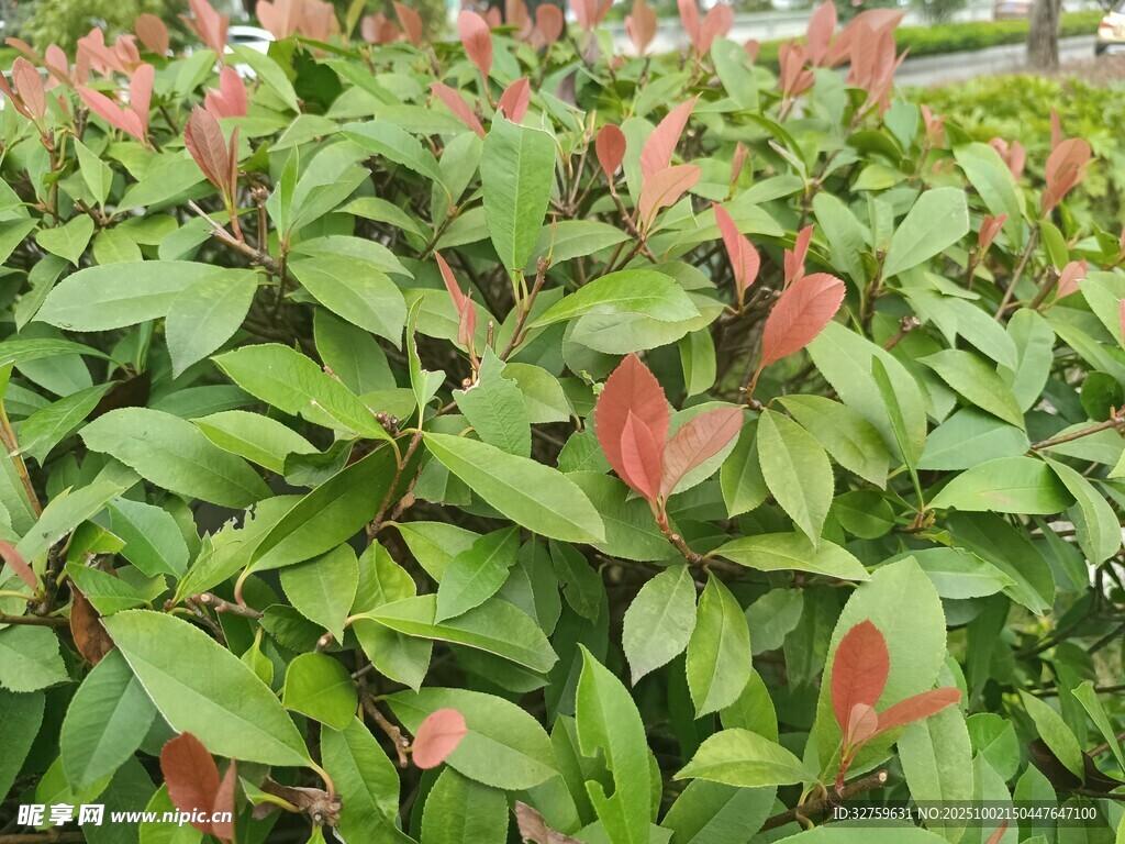 绿叶红边植物景观