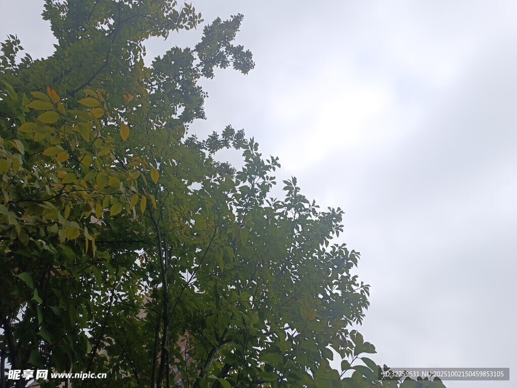 枝叶间的天空