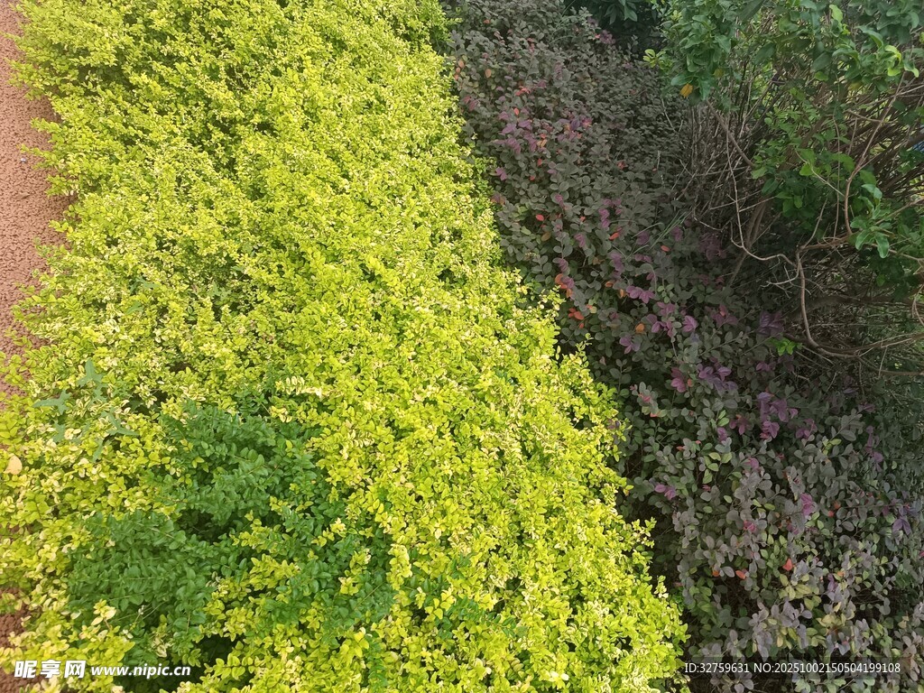 金黄绿植景观