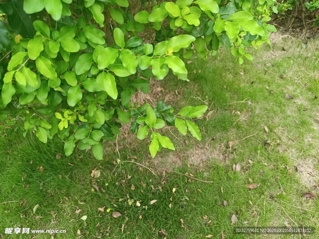 绿叶草地生机景象
