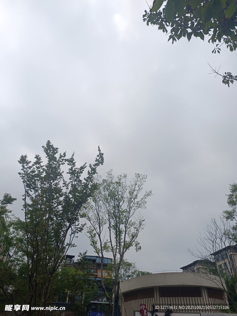 阴天校园树木景象