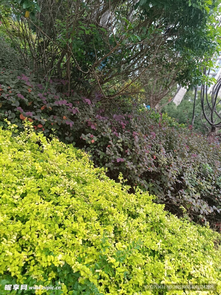 春日黄花绿植繁茂景象