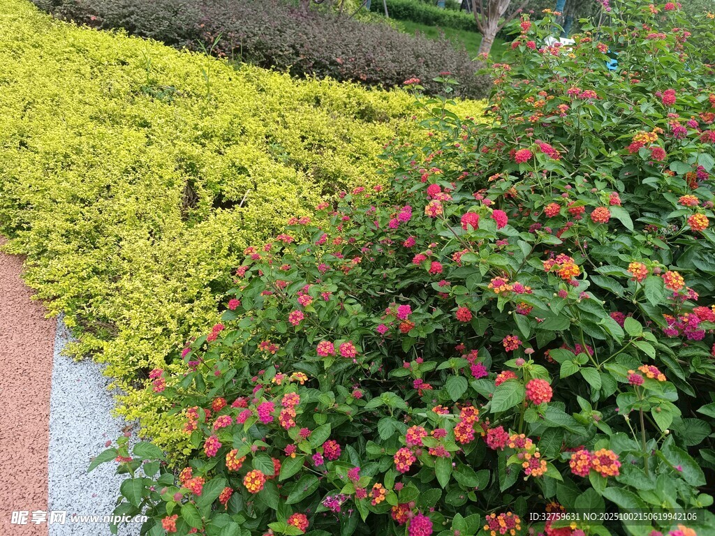 多彩花卉绿植景观